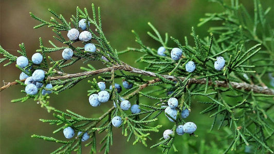Cedar, Eastern Red
