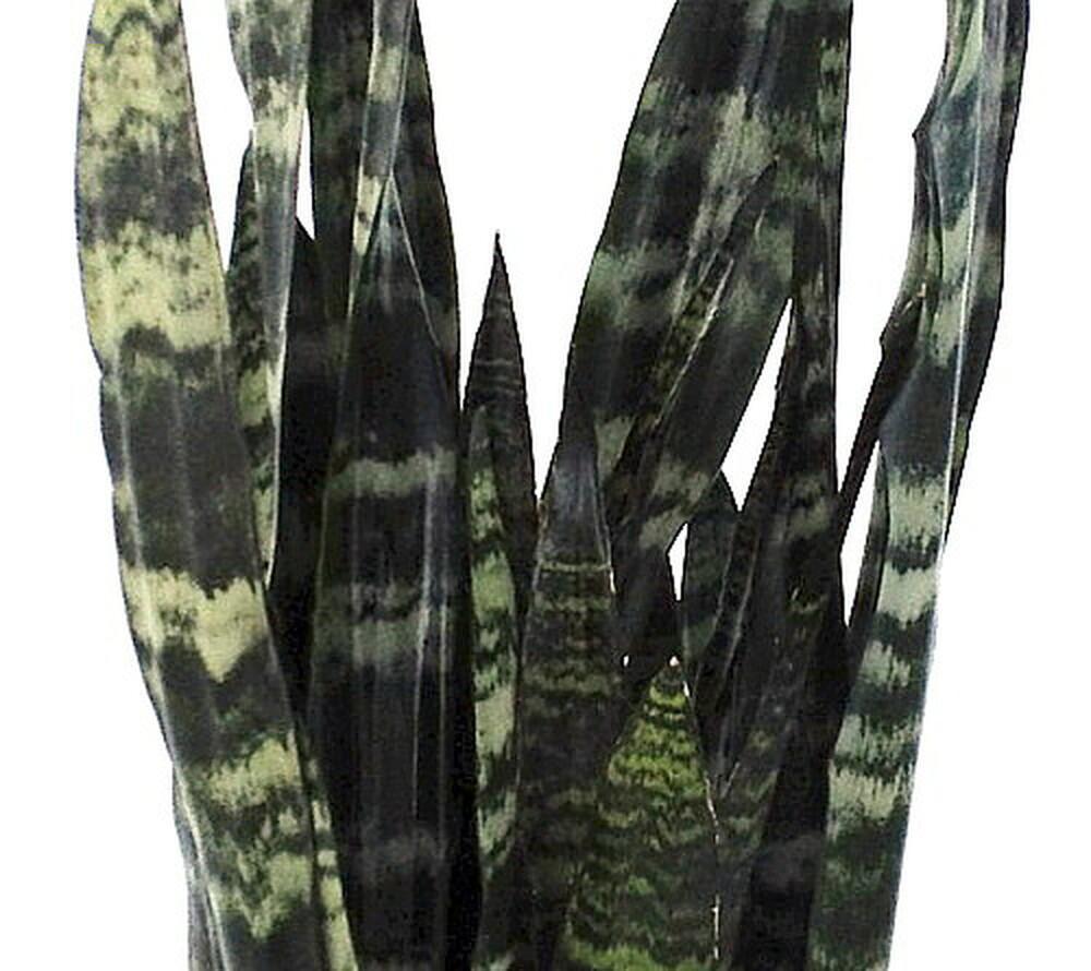 Sansevieria, Black Coral