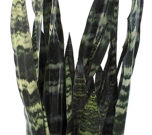 Sansevieria, Black Coral