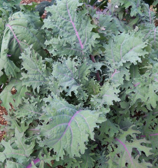Kale