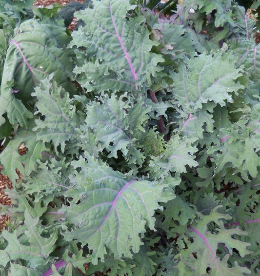 Kale