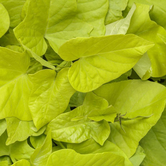 Sweet Potato Vine, Variety