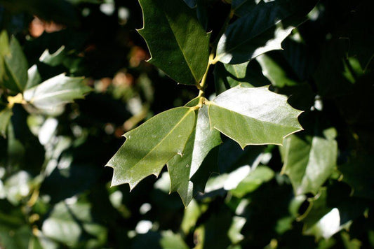 Holly, Oakleaf