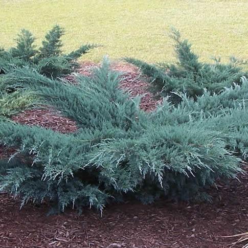 Juniper, Grey Owl