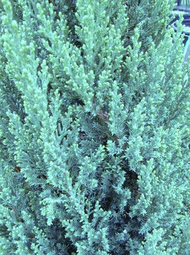 Juniper, Blue Point - Spiral