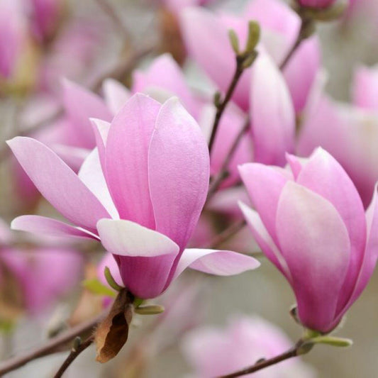 Magnolia, Jane
