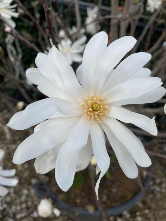 Magnolia, Star