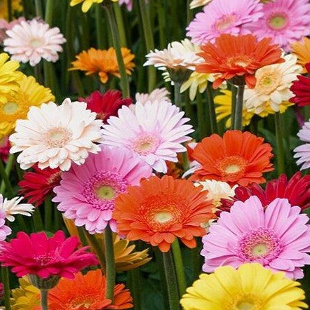 Gerber Daisy, Variety
