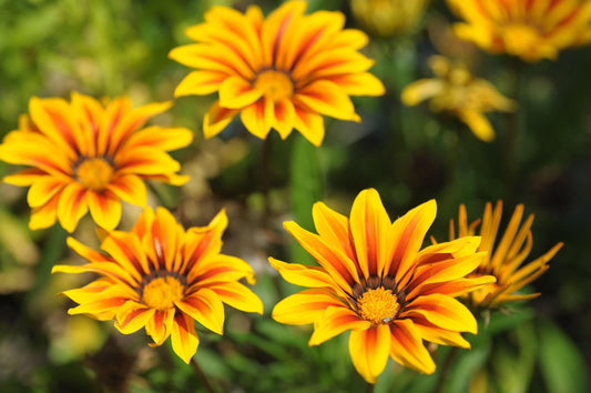 Gazania, Variety