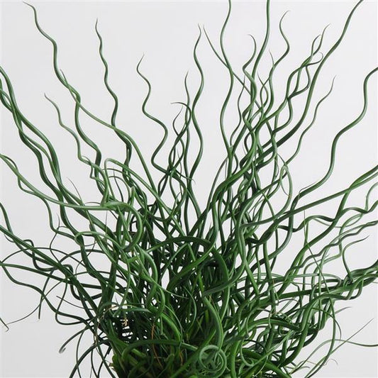 Grass, Juncus Twister