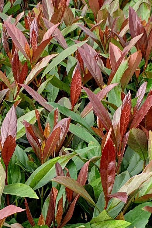 Viburnum, Coppertop