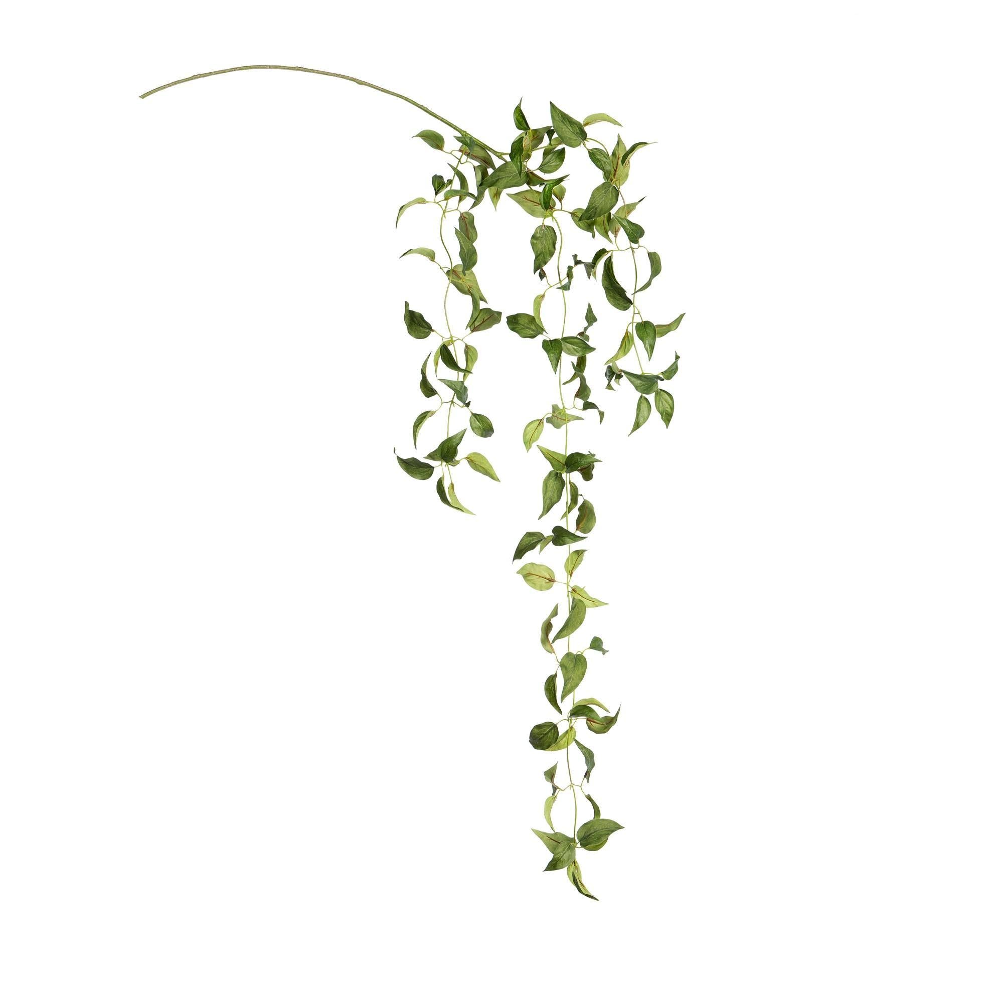 Smilax Vine