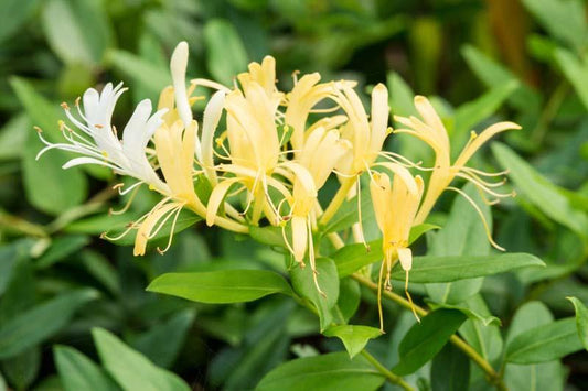 Honeysuckle, Halls (yellow/white)