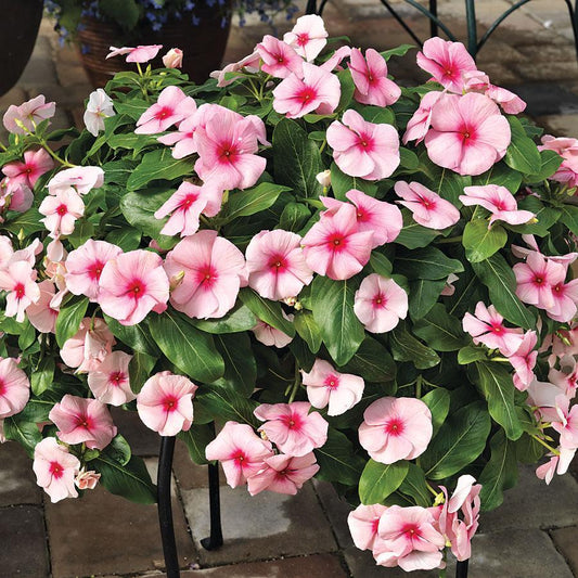 Vinca, Trailing