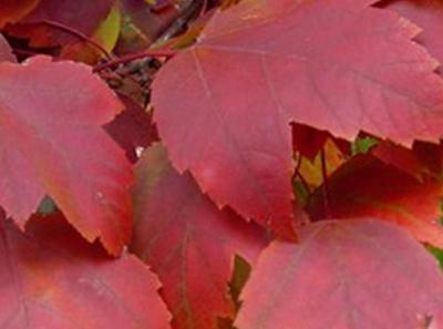 Maple, Red Sunset