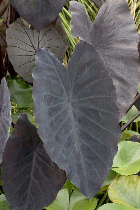 Elephant Ears, Variety