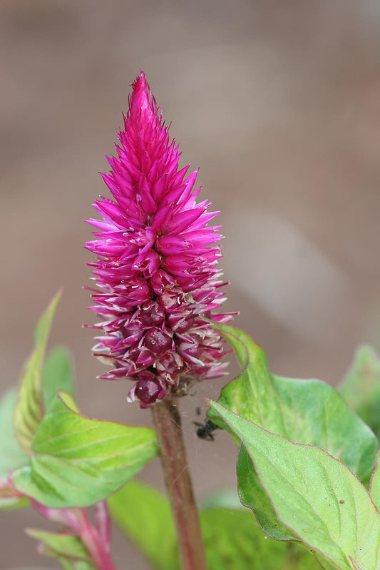 Celosia, Variety