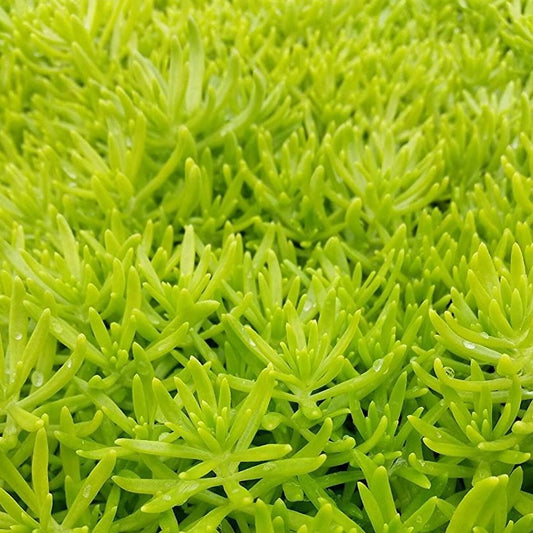 Sedum, Lemon Ball