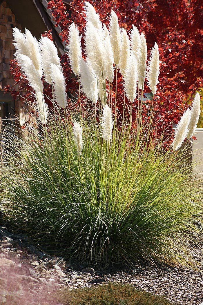 Grass, Pampas Dwarf