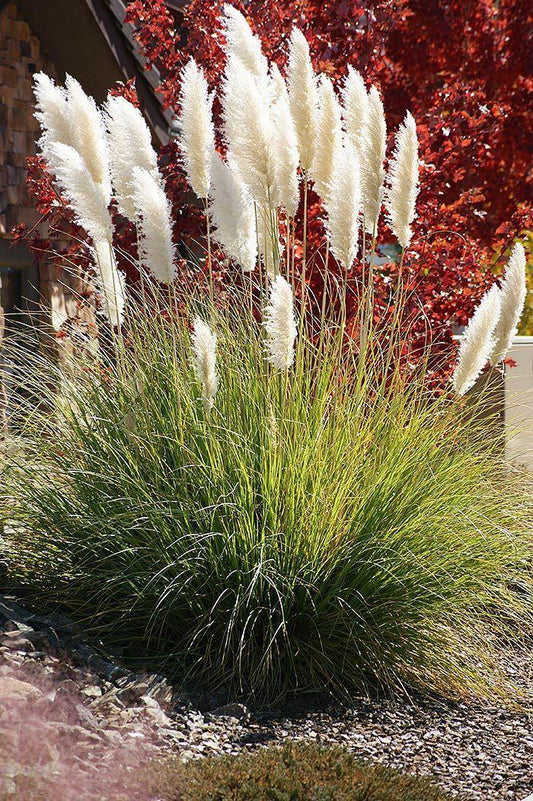 Grass, Pampas Dwarf