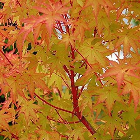 Maple, Coral Bark (Sango Kaku)