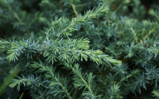 Juniper, Blue Pacific