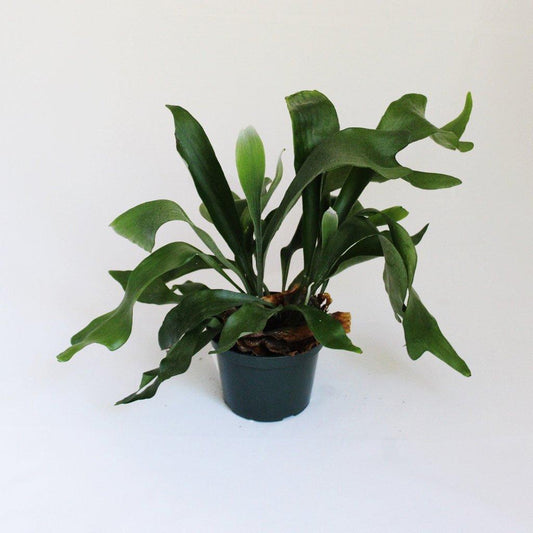 Fern, Staghorn