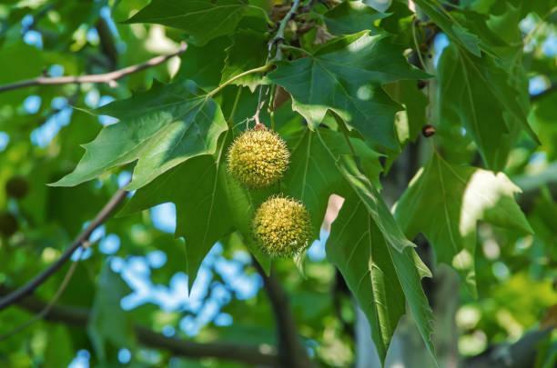 Mexican Sycamore