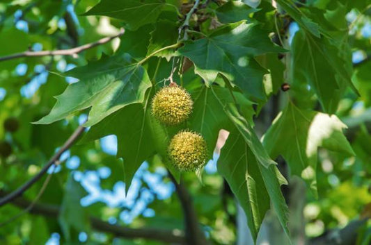 Mexican Sycamore