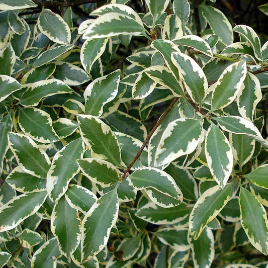 Pittosporum, Variegated