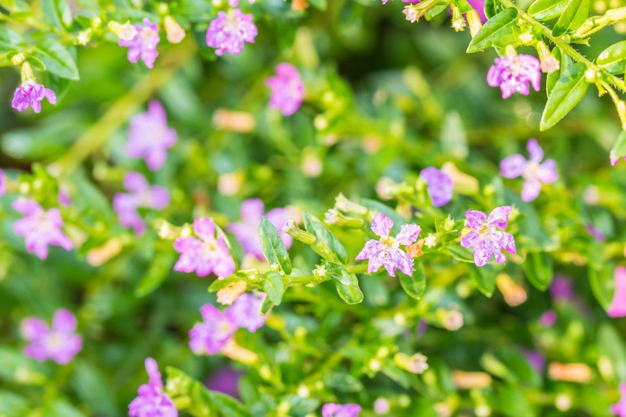Mexican Heather