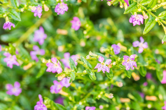 Mexican Heather
