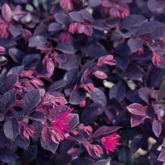 Loropetalum, Dwarf