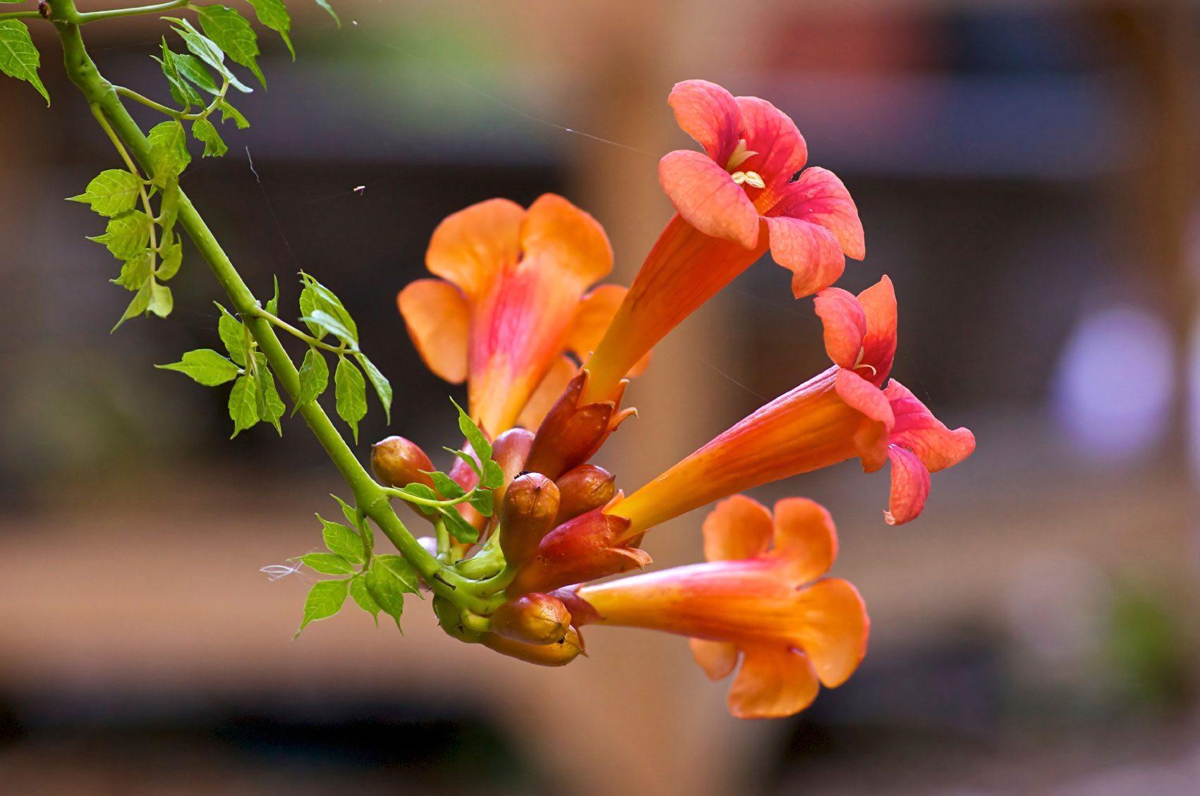 Vine, Trumpet