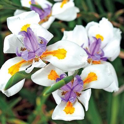 Iris, Butterfly