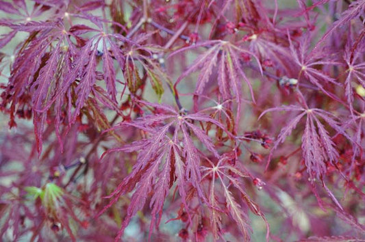 Maple, Japanese Garnet