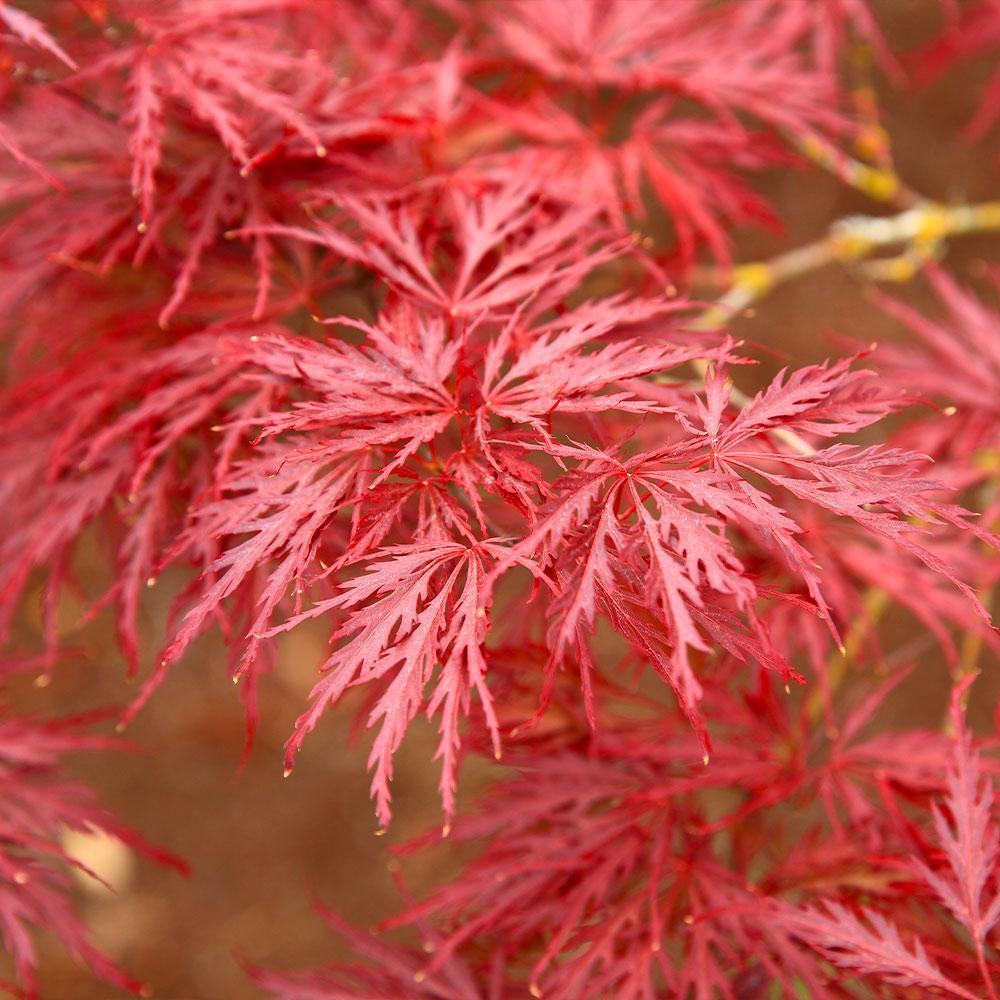 Maple, Red Dragon