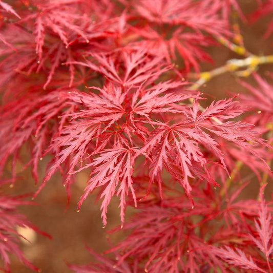 Maple, Red Dragon