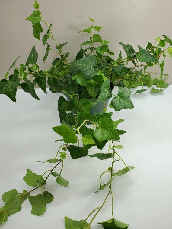 Hedera, Variety
