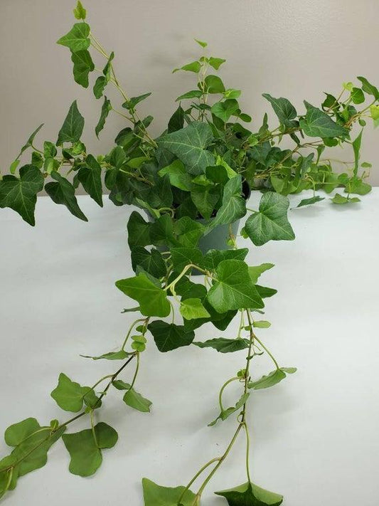 Hedera, Variety