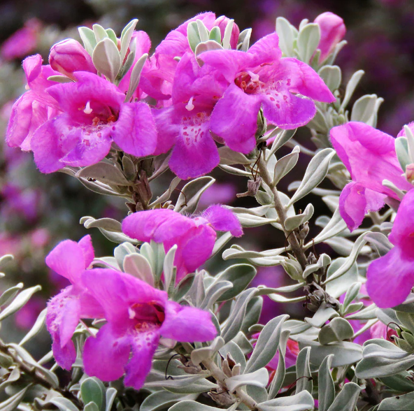 Texas Sage, Renegade