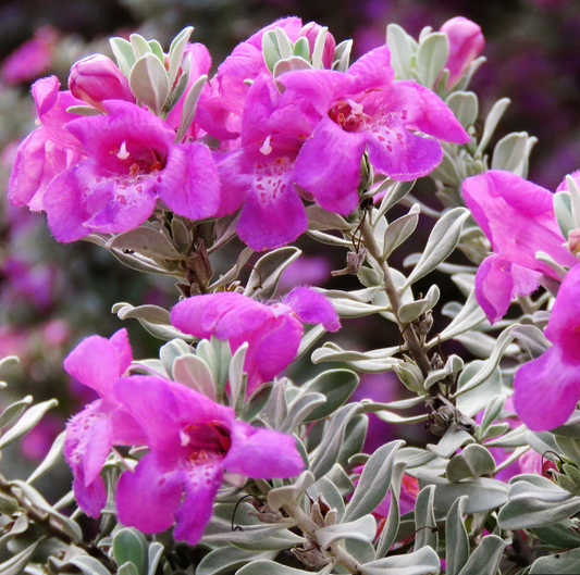 Texas Sage, Renegade
