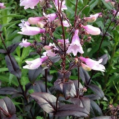 Penstemon