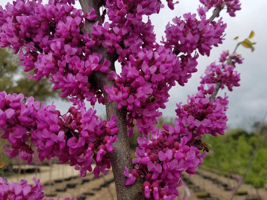 Red Bud, Texas