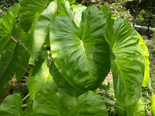 Elephant Ears, Giant