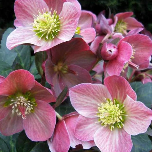 Helleborus