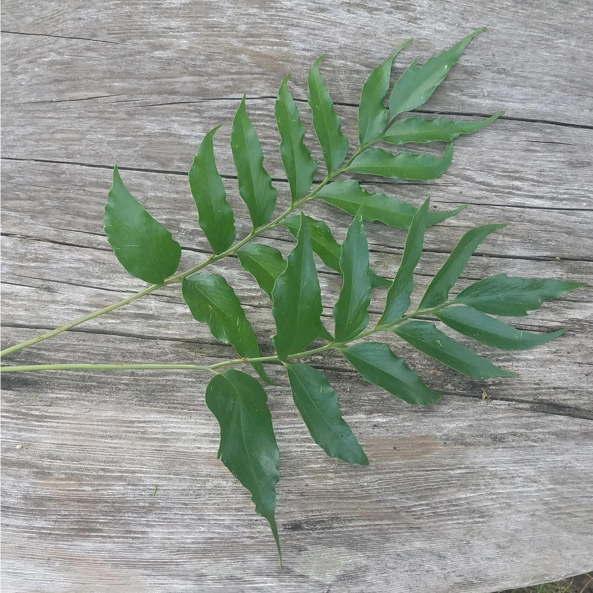 Fern, Holly