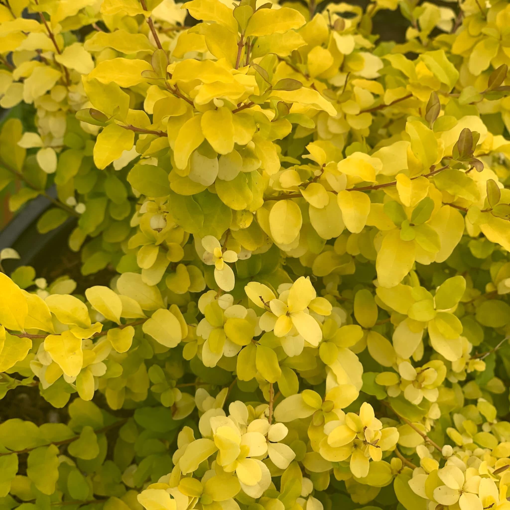 Ligustrum, Sunshine