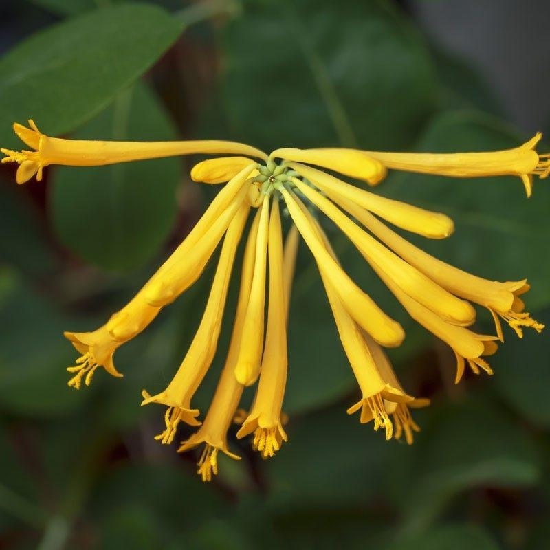 Honeysuckle, Yellow