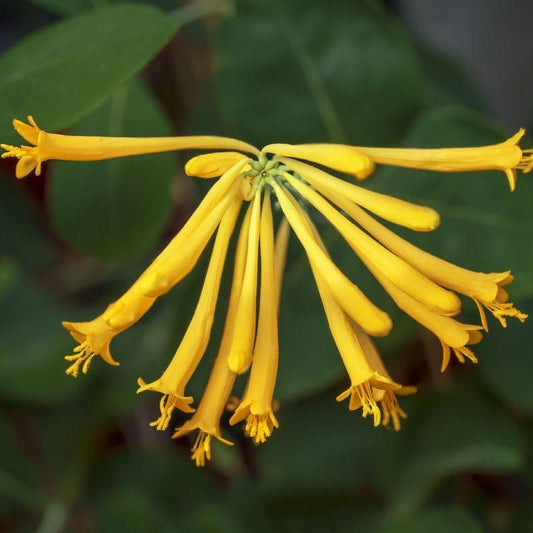 Honeysuckle, Yellow